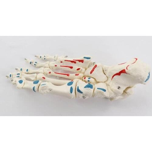 1:1 life-size bone and foot muscle start and end mark orthopedic massage teaching ankle medical skeleton model