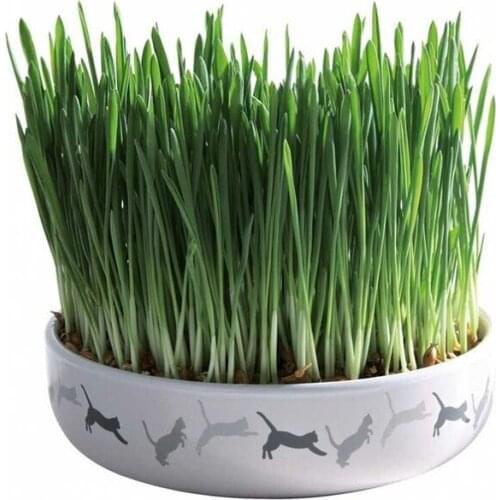 Trixie Cat Grass, Ceramic Cap Inside 456602273