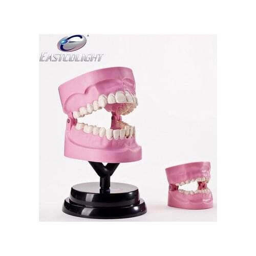 Science experiment Human Medicine Oral teaching model set free shipping