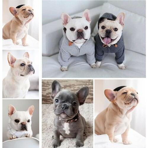 5D Pet Dog DIY Diamond Painting French Bulldog Diamond Embroidery Mosaic Set Animal Living Room Wall Home Decoration
