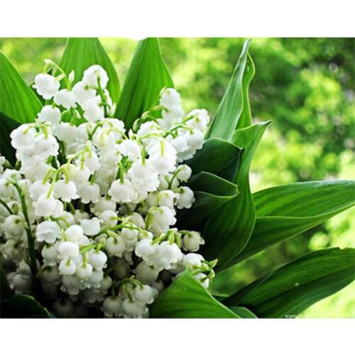 Diy 5D Full Diamond Painting Flower Valley Lily Cross Stitch Diamond Embroidery Landscape Bellflower Rhinestone MosaicZP-4255