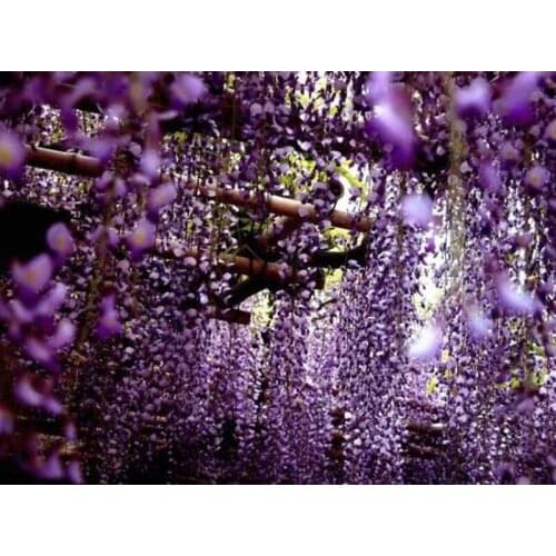 Diamond embroidery Diy Diamond painting cross stitch Purple flower 55*40cm 3d square drill Diamond mosaic pasted full canvas