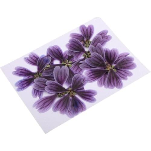 10Pcs 3-5cm Dried Pressed Flowers Althaea rosea Plant Herbarium For Jewelry Photo Frame Phone Case Craft Making Accessories