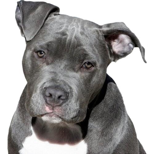 Dawasaru Cute American Pit Bull Terrier Car Sticker Waterproof Decal Laptop Suitcase Motorcycle Auto Accessories PVC,15cm*14cm