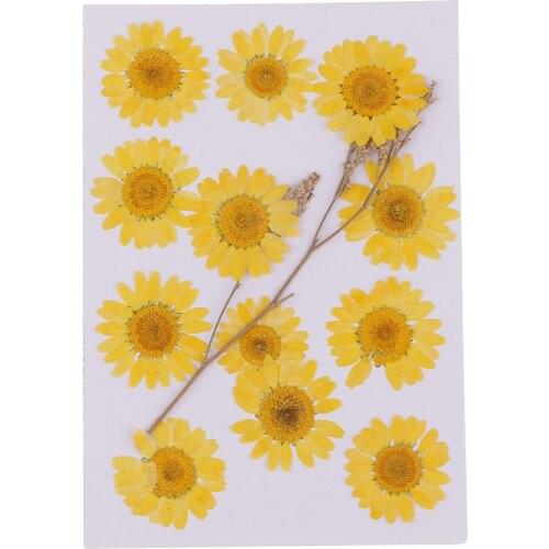 12Pcs Pressed Natural Dried Flower Plant Specimen Filler for Nail Art Decor Scrapbook Card Epoxy Resin Jewelry Craft DIY