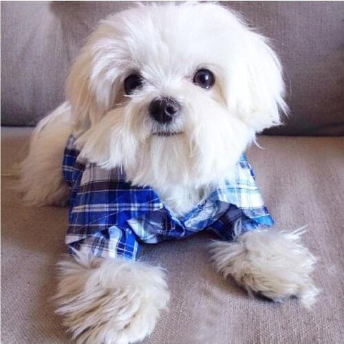 Diy diamond painting cross stitch kits full square Maltese Dog diamond embroidery 5d mosaic drill rhinestones cute petsZP-2478