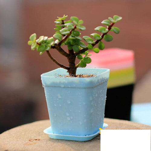 10 pcs/lot Desktop flowerpot Colorful gardening pots Rome square plastic Fleshy (10 flowerpots + 10Trays) 7cm*8cm