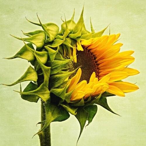 GELANYOUPIN Full Round Diamond Painting 5d sunflower Embroidery Cross Stitch Kits Handmade Home Decoration Crafts