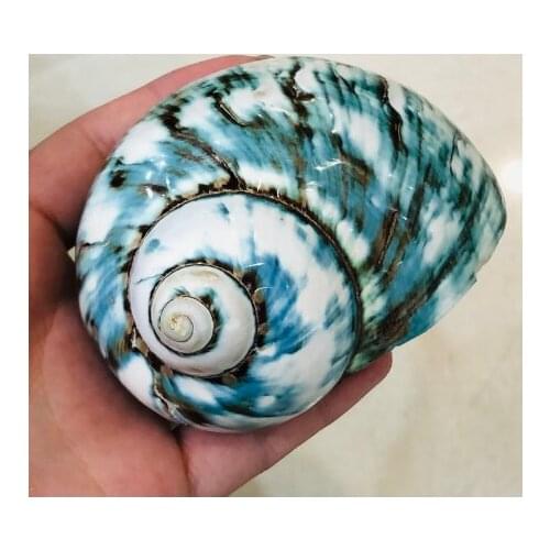 Super!!!Natural Shell Fluorescent Conch Green Conch Specimen Home Decor Shell