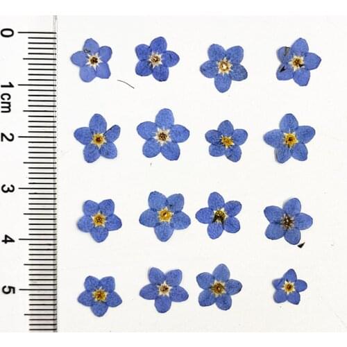 100pcs Pressed Dried Myosotis Sylvatica Forgetmenot Flower For Nail Art Make Up Jewelry Bookmark Phone Case Invitation Card DIY