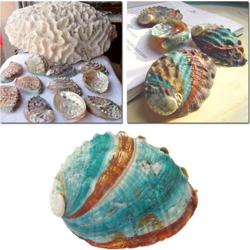 8-12cm Natural Rare Big Conch Shell Green Turbo Nautical Home Decor Collectibles Specimen Stripe Snail Seashell Wedding Decor