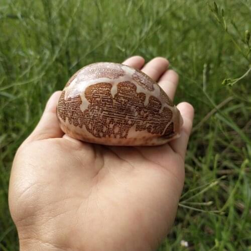 8cm Natural Conch Seashell Specimen Mediterranean Sea Beach Shell Fossils Craft Home Fish Tank Coral Decoration New sea conch