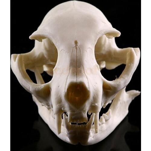 Realistic Cat Skull Replica Medical Teaching Skeleton Model Collectibles