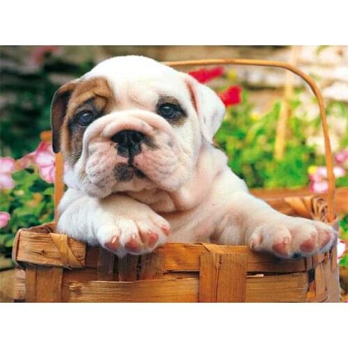 Full square diamond 5D DIY diamond embroidery animal cute little bulldog diamond painting Cross Stitch Rhinestone mosaic decor