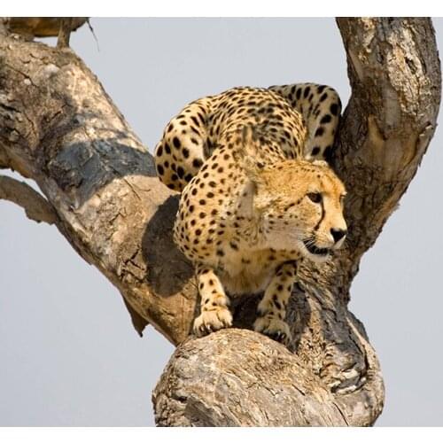 Cheetah Fierce Animal (7) Wall Posters Prints Silk Art Painting For Home Wall Bedroom Decor