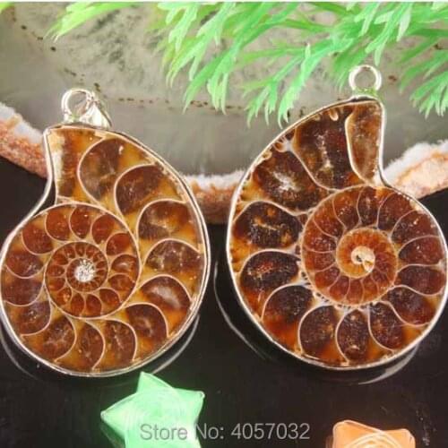 Natural Ammonite Shell Fossils Conch Shell Vintage Conch Pendants 1PCS