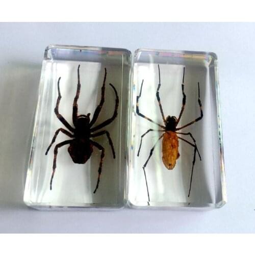 FREE SHIPPING 2 pcs Handmade Real Two Style Spider Taxidermy Trendy Jewelry