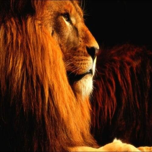 Photo wallpaper Chinese 3D stereo mural TV backdrop sitting room bedroom sofa wall lion wallpaper mural