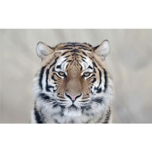 Diy Diamond painting animal diamond cross stitch crystal square diamond sets unfinished decorative Diamond embroidery tiger