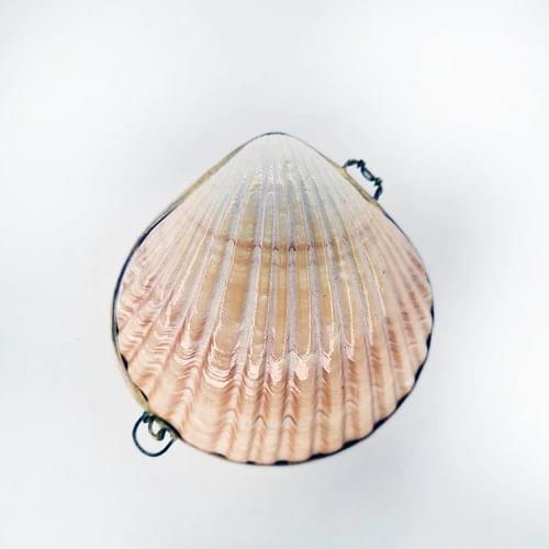 Decorative Seashells Turkuaz Hediyelik China