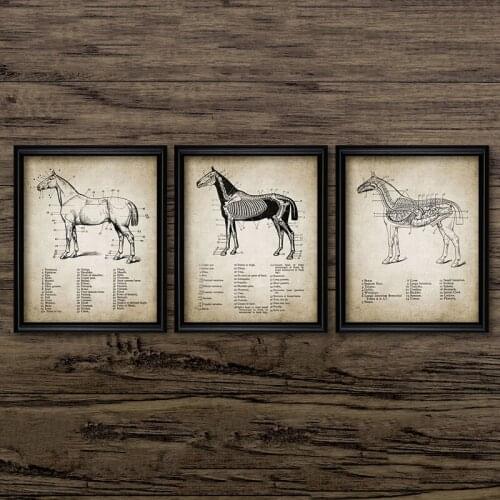 Vintage Horse Wall Art Poster Print Horse Anatomy Illustration Canvas Painting Modular Modular Pictures Home Room Farm Decor