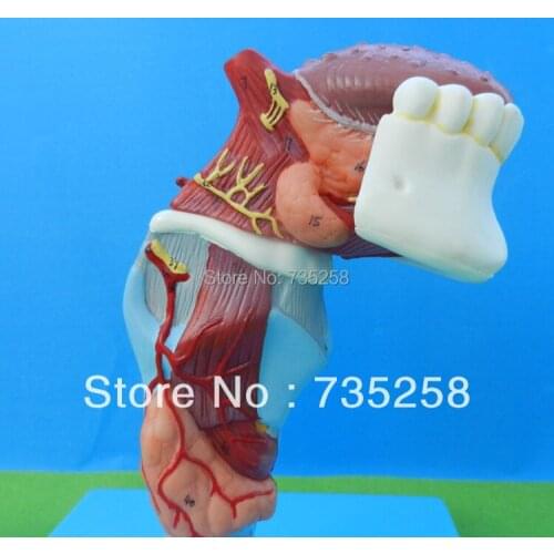 Larynx with Toungue and Teeth,Tongue Throat Tooth Model
