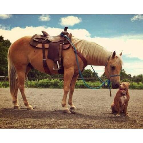 YIKEE horses round diamond painting Full Square/Round Drill Diamond Embroidery Picture Of Rhinestones Beadwork k384