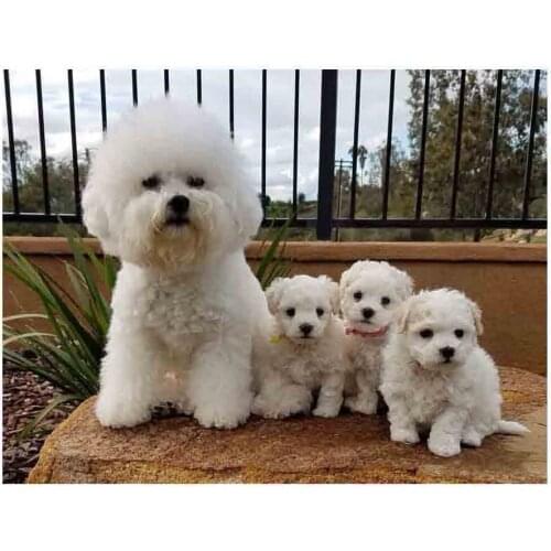 Square Round DIY Diamond Painting Bichon Frise Animal Diamond Mosaic Diamond Embroidery Cute dog 3D Rhinestones Decor YG1428
