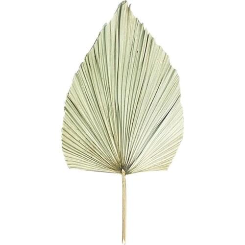 Dried Palm Leaves Window Natural Durable DIY Ornament Party Art Wall Decor Props Wedding Arch Arrangement Artificial Flowers