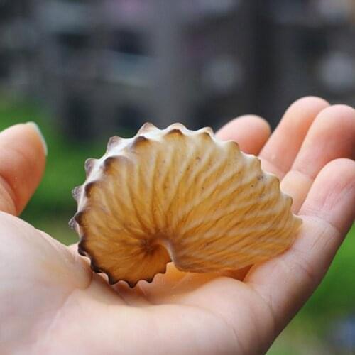 1PCS 5cm Natural Conch Shell Mediterranean Terraces Wall Decoration Collection Gifts Large Octopus Coral Snail Shells Specimens
