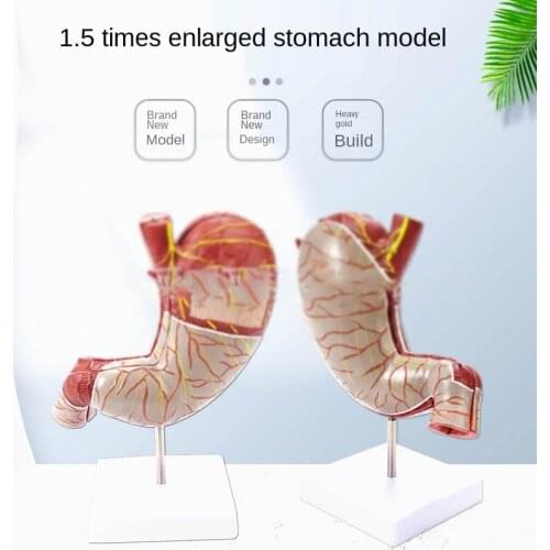 Human 1.5 times gastric anatomy model abdominal organ muscle neurovascular gastric profile model