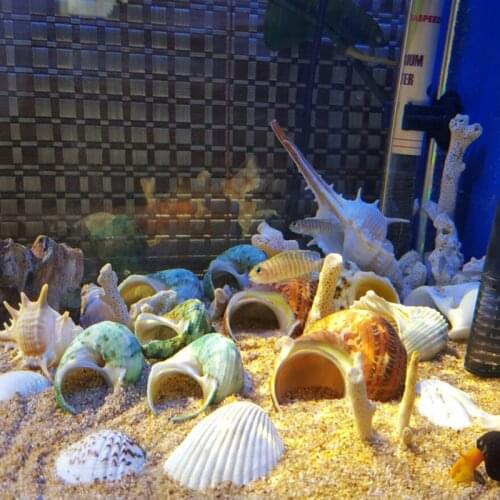 Silver Mouth Snail Natural Green Conch Shell Hermit Crab Shellfish Shell Aquarium Decoration Micro-landscape Ornaments Gift