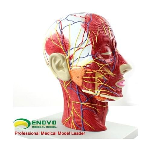 Acupuncture and moxibustion anatomy cerebral angiography nurse facial plastic surgery
