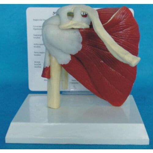 Human Muscles Shoulder Joint Function Model Scapula Clavicle Humerus Skeleton