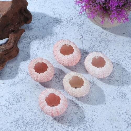 5 Pcs Above 4CM Sea Urchin Shells Conch Shells Tillandsia Containers DIY Handmade Air Plants Planting Pots (Random Color)