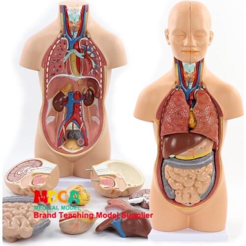 45cm dismantling 12 parts human body trunk anatomy model liver intestine stomach medical teaching MQG102