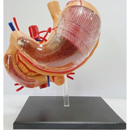4D Stomach Model Human Organs Stomach Assembly Anatomical Model Educational Toys Medical Props