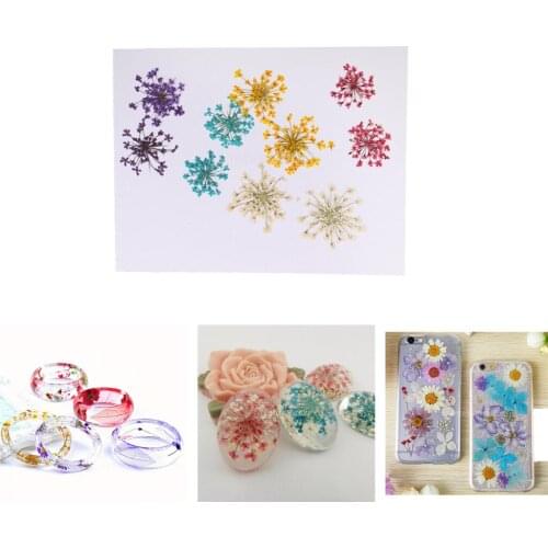 10 Pcs Mini Pressed Dried Ammi Majus Flower For Resin Jewelry Crafts DIY Art Paper Making Gift Packaging Bookmarks Dried Flowers