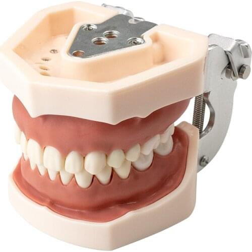Dental model gum teeth Teaching Model Standard Dental Typodont Model Demonstration With Removable Tooth Teeth model Dentist gift