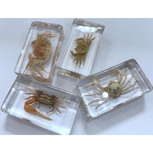 FREE SHIPPING Yqtdmy 4 Pcs Vintage Mixed Design Crab Specimen Insect Clear Specimen