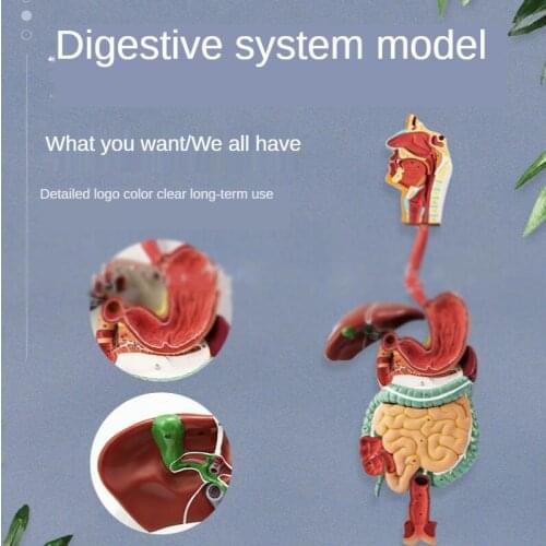 Anatomical model of human digestive system; teaching model of nose, throat, heart, liver, lung, kidney, large intestine