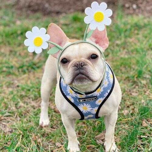 Pet Dog Collar Daisy Print Harness for Small Medium Dogs Leash for French Bulldog Chihuahua Pug Dog Accessories for Yorkies S-XL