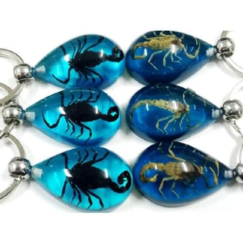FREE SHIPPING 6 PCS NEW REAL GOLDEN BLACK SCORPION BLUE LUCITE FINE KEYCHAIN JEWELRY TAXIDERMY