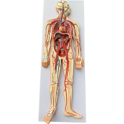 Human blood circulation system model visceral heart organ blood vessel anatomy model hospital school teaching aids