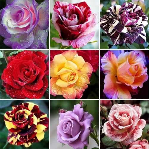 5D DIY Diamond Painting Full Square Flowers Needlework Diamond Embroidery Cross Stitch Mosaic Rose Pattern Decor Painting