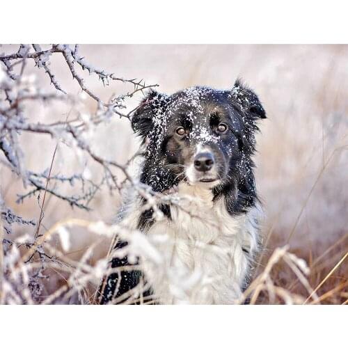 Animal Border Collie Pre-Printed 11CT Cross-Stitch Embroidery Set DMC Threads Handicraft Handmade Craft Handiwork Floss