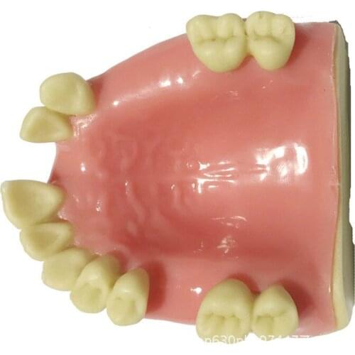 Simulating missing maxillary teeth Practice Bionic dental model dental equipment materials dental consumables