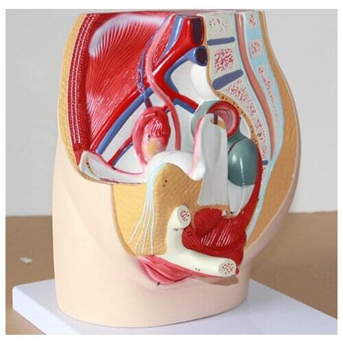Female genitourinary system model female pelvic anatomy model female genital Model uterus model