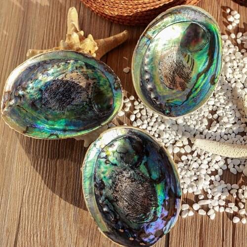 10-12Cm Natural Abalone Shell Large Sea Shells Nautical Decor Soap Landscape Fish Diy Aquarium Wedding Dish Tank Home Decor