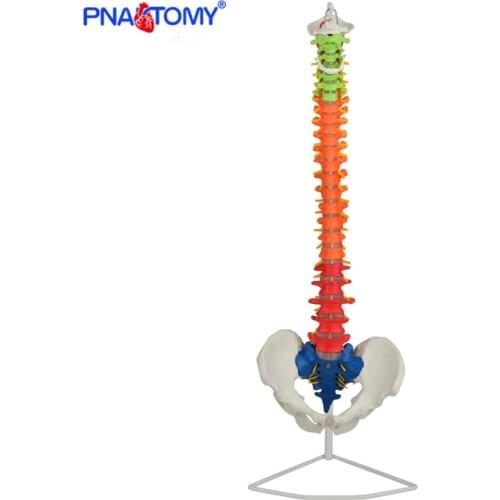 85cm human spine model colored skeleton anatomical pelvis bone medical teaching tool life size with base PNATOMY femur pelvic